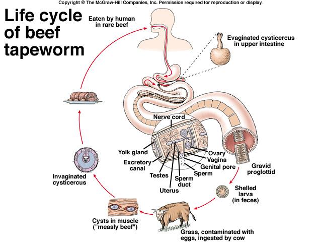 Life cycles Life cycles Usually at least 1 or 2 intermediate hosts (arthropods and vertebrates). "Typical" life cycle. Egg --> shelled larva --> cysticercus --> adult.