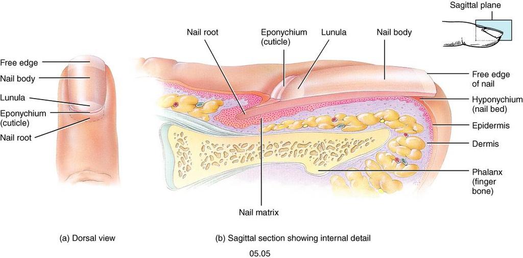 Nails Plates of tightly packed dead cells (keratin) of