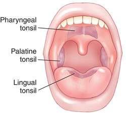 TONSILS Masses of lymphatic tissue that produce lymphocytes and filter bacteria they get smaller in size as person gets older Adenoids (Pharyngeal)- tonsils on upper part of the