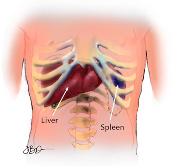 SPLEEN Sac-like mass of lymphatic tissue Upper left abdominal cavity, behind stomach Contains lymphocytes and creates monocytes and antibodies Filters pathogens from the blood, destroys them Stores