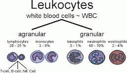 Leukoctyes Types of WBCs Agranular Lymphocytes T-cells (destroys pathogens) B-cells (make antibodies) Monocytes/