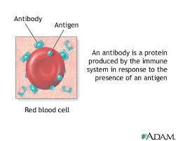 Erythrocytes Red Blood