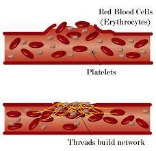 Platelets Thrombocytes Smallest formed element of