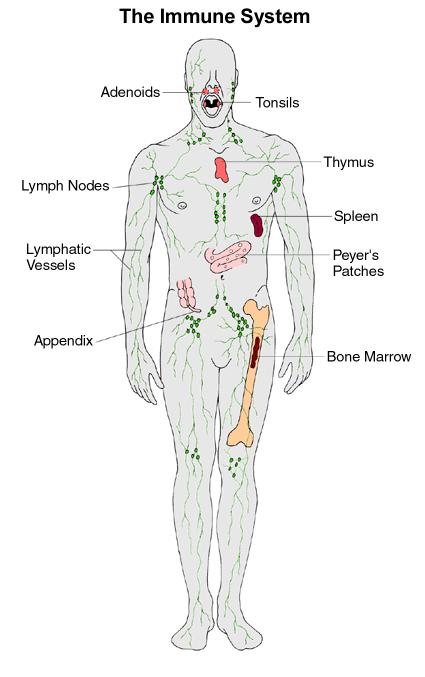 Structures of the Lymphatic System Tonsils Lymph vessels