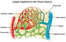 Lymph vessels Fluid from interstitial spaces flow into lymph vessels Fluid is pushed through the lymph vessels by skeletal