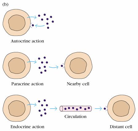 Cytokines can act in an