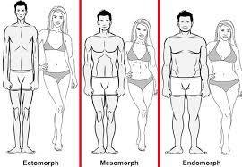 Somatotypes Fat and Muscle distribution: Body type