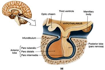 aka hypophysis Located in sella turcica Infundibulm connects to hypothalamus Master gland of the endocrine system 2 parts Posterior pituitary = neurohypophysis Anterior pituitary = adenohypophysis
