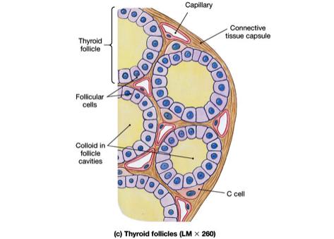 inferior to thyroid cartilage Thyroid follicles make thyroid Tyrosine + iodine T4