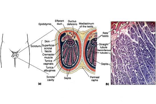 Pineal Gland The Testes Divided into internal compartments containing seminiferous tubules