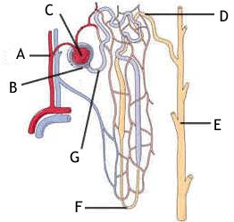 q. Identify and label a nephron (glomerulus, Bowman s capsule, loop of Henle) Label glomerulus (C), Bowman s capsule (B), loop of Henle (F), and the collecting duct (E).