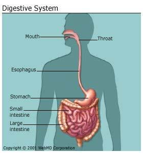 Digestive System Organs Organs Mouth AMYLASE breaks down carbohydrates into simple sugars Esophagus Stomach PEPSIN is an enzyme that breaks down proteins