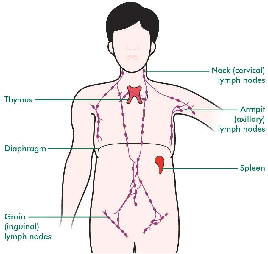 Immune/Lymphatic Organs White Blood Cells (WBC) Spleen Filter blood Lymph Nodes Filter lymph from dead cells, antigens before returning it to the blood stream Thymus