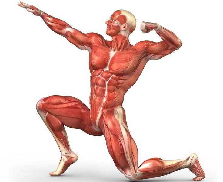 Muscular System Functions Enable the body to move Voluntary muscles Muscles you can control Arms, legs,