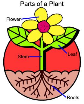 Warm Up 4-4-16 1. Where in a flower would you find xylem and phloem? 2.