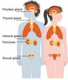 Endocrine System Functions Glands release hormones into the