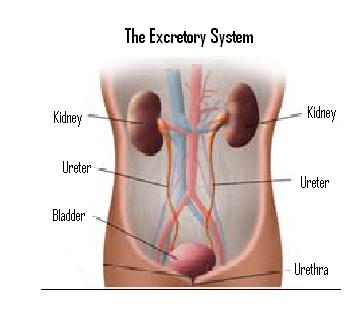 Excretory System Organs Organs Kidneys Filter wastes from blood Ureters Tubes that lead from each kidney to