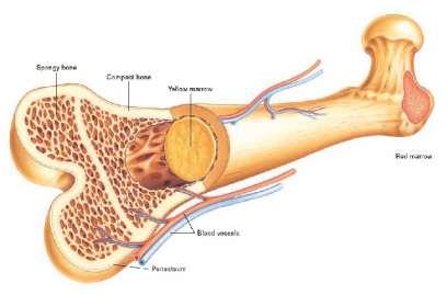 Structure of Bone - Canals inside the bones contain nerves and blood