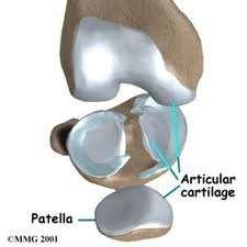 Cartilage hard but slippery tissue that covers the ends of bones where they meet to form a joint.