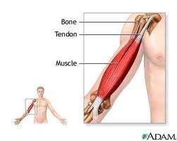 Tendons (connect muscle to bone)