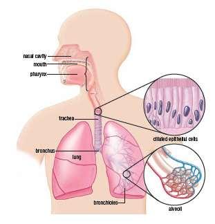 THE RESPIRATORY SYSTEM Review the following diagram to locate the components of the
