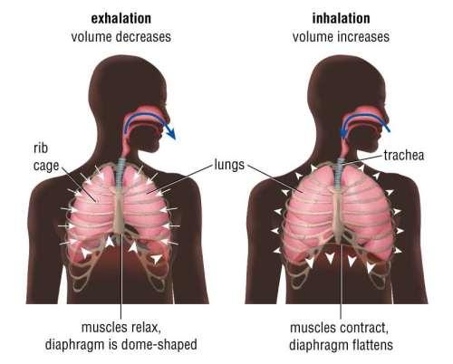 Involves the diaphragm (a large sheet of muscle underneath the lungs) and the muscles between the ribs.