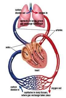 THE CIRCULATORY SYSTEM The circulatory system in humans is the organ system that transports oxygen and