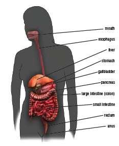 THE DIGESTIVE SYSTEM The digestive system is the organ system that takes in food, digests it, and excretes the remaining waste.