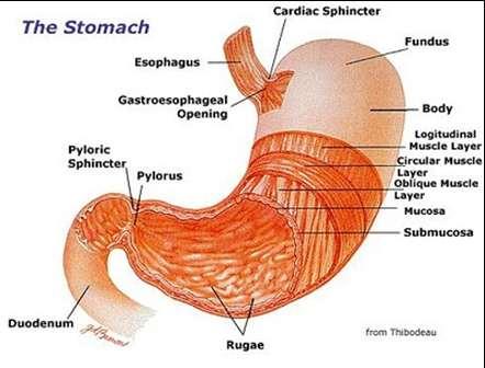 Stomach -Holds and churns food -Lining of inside of stomach has cells that produce