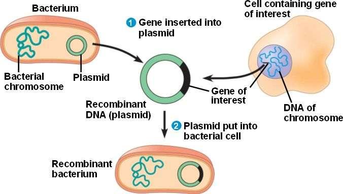 DNA (Molecular) CLONING Making identical copies of DNA molecules Transferring a DNA fragment of interest from one organism to a self-replicating genetic element such as a bacterial plasmid.