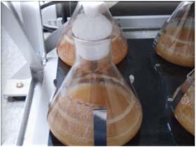scale fermentation for screening purpose Chemical