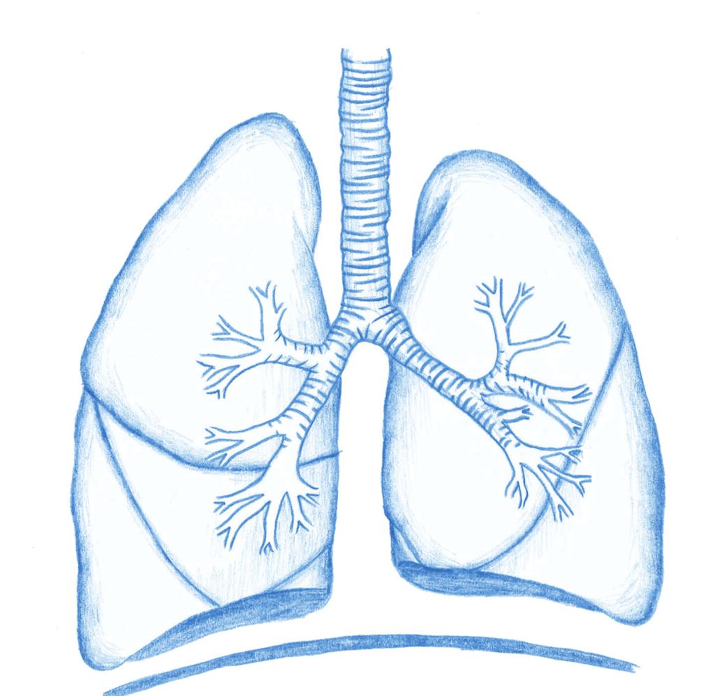 Factsheet Bronchiole Bronchi Trachea (windpipe) Alveoli Diaphragm You are born with two lungs;