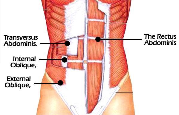 .. Helps avoid pelvic tilt Prevents excessive low back hyperextension