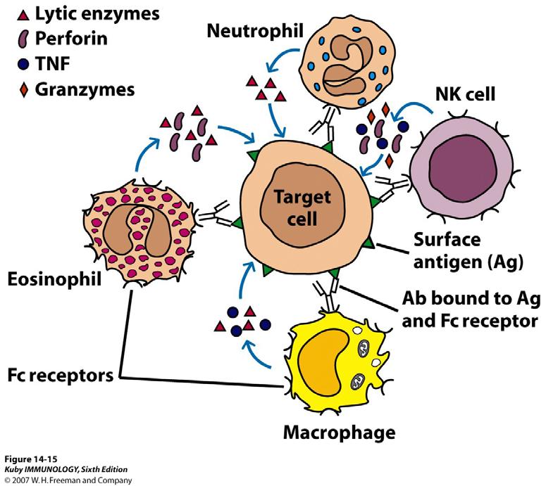 Antibody-Dependent Cellular Cytotoxicity - NK cells, monocytes/macrophages, neutrophils and eosinophils express Fc receptors reactive with the