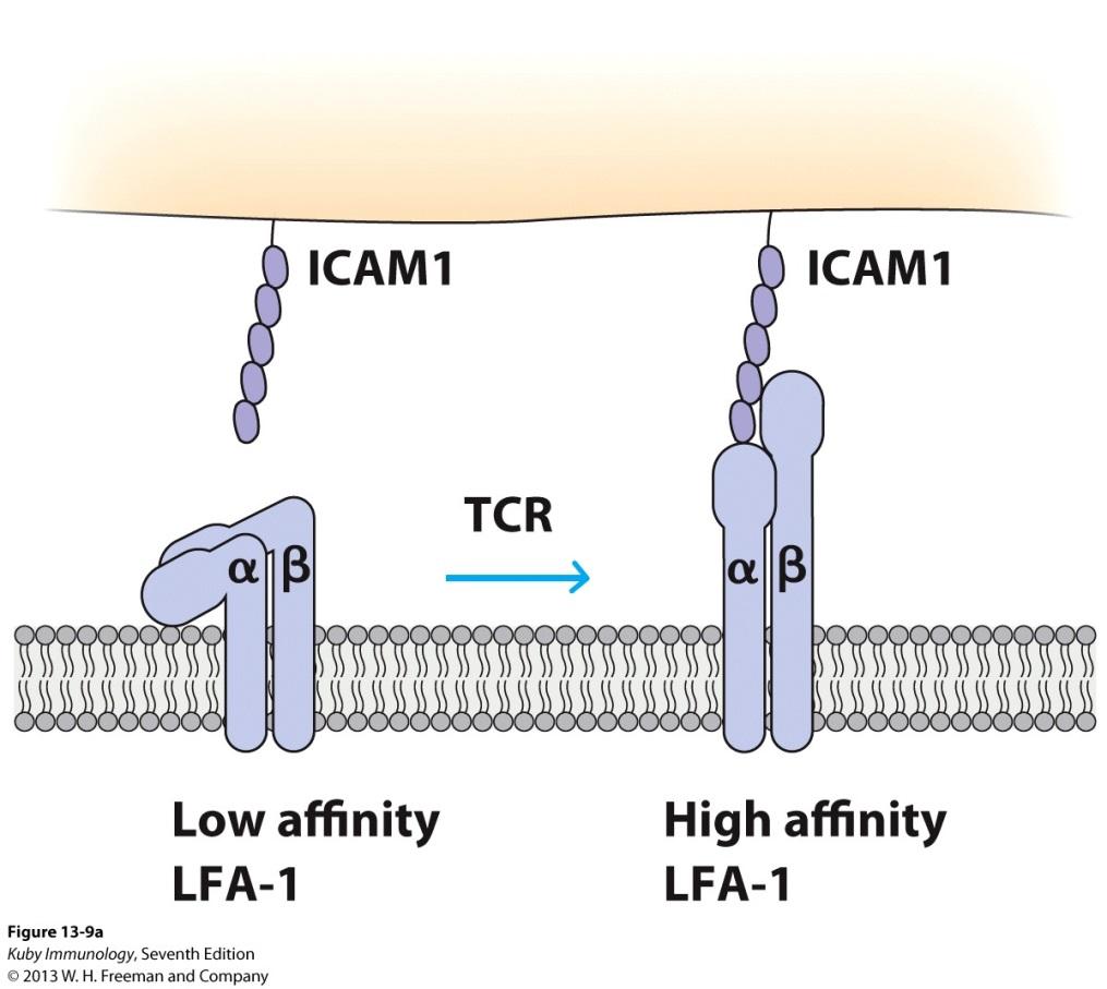 Early Stages of the CTL-Target Interaction: TCR Activation