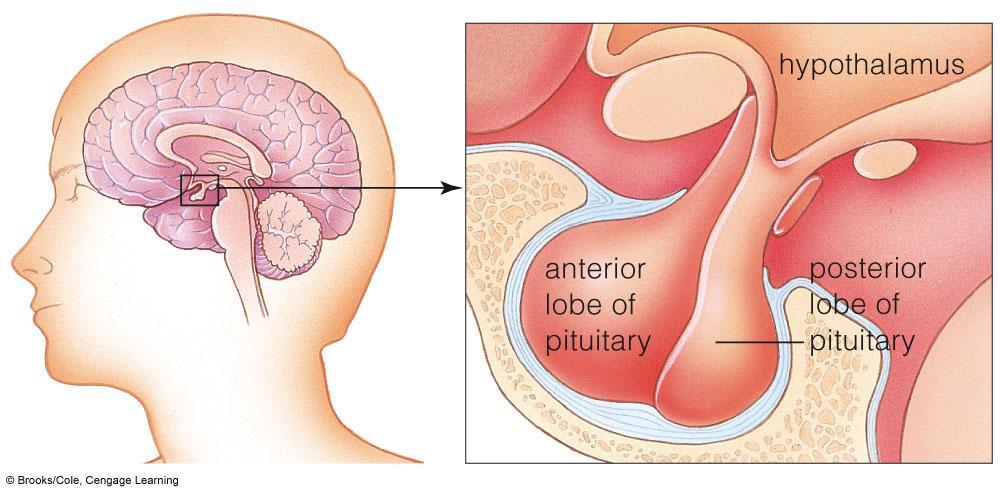 35.3 The Hypothalamus and Pituitary Gland Hypothalamus and