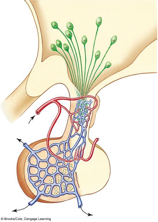 A Cell bodies of secretory neurons in hypothalamus synthesize inhibitors or releasers that are secreted into the stalk that connects to the pituitary.