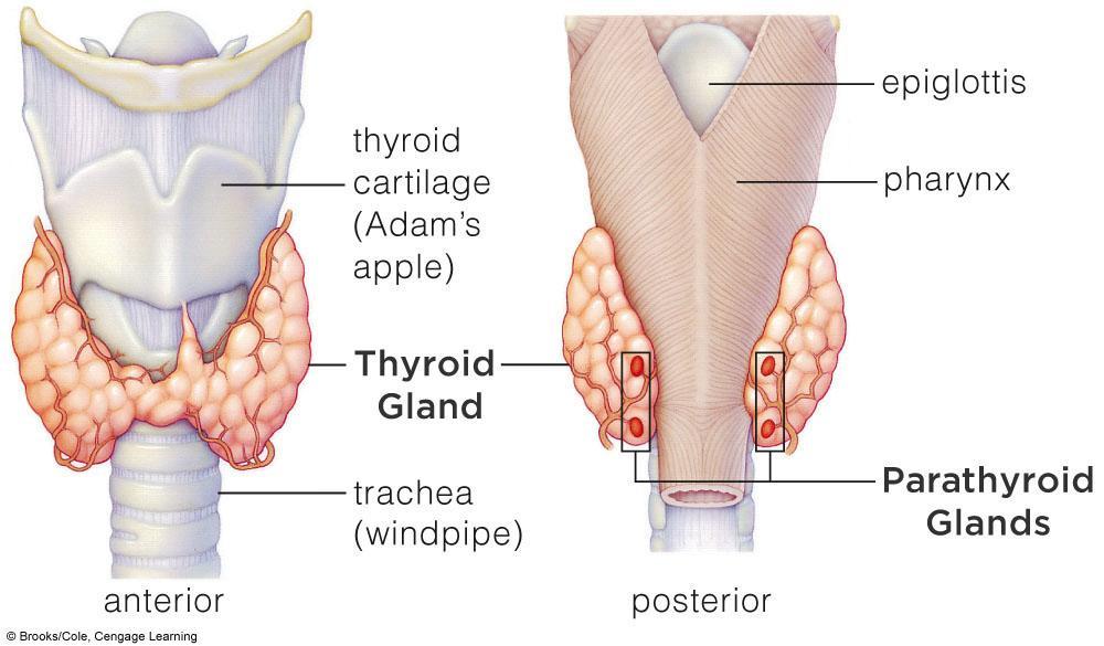 35.6 Thyroid and Parathyroid Glands The thyroid regulates