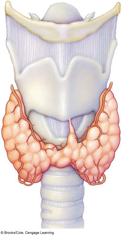 thyroid cartilage (Adam s apple) Thyroid Gland