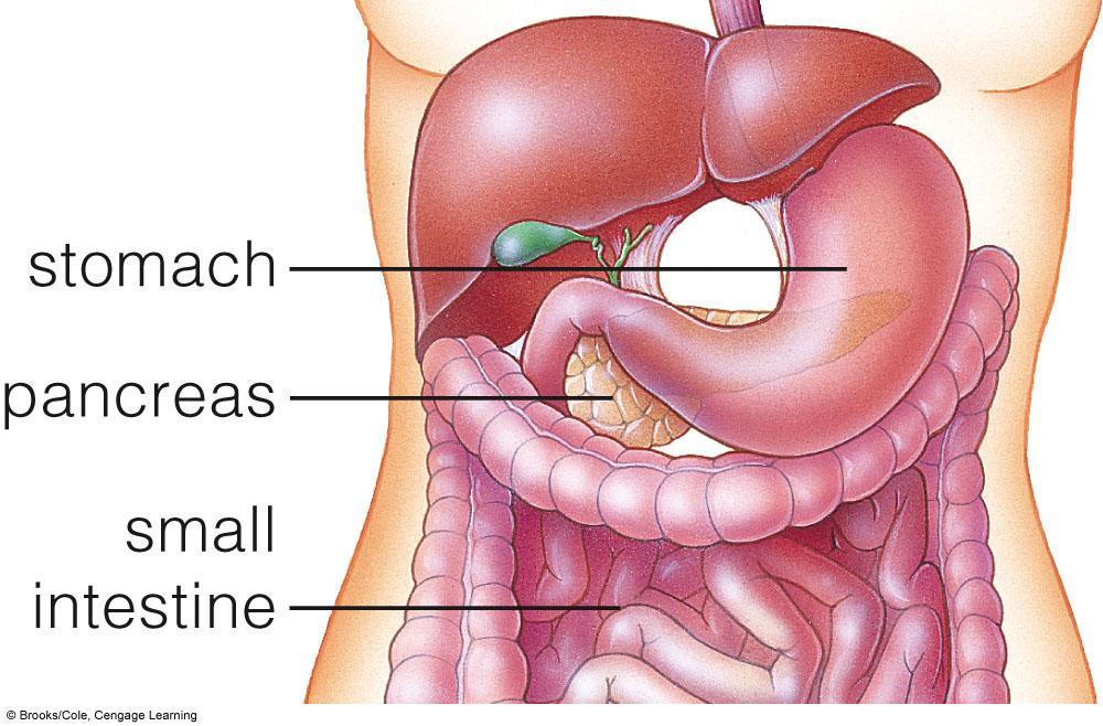 35.8 Pancreatic Hormones Pancreas Exocrine cells secrete