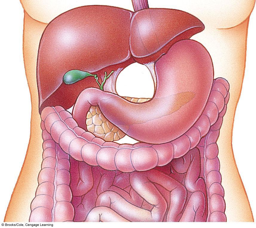 stomach pancreas small