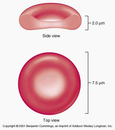Erythrocytes - Red blood cells (RBCs) Biconcave disc-shaped cells Most abundant cell in the