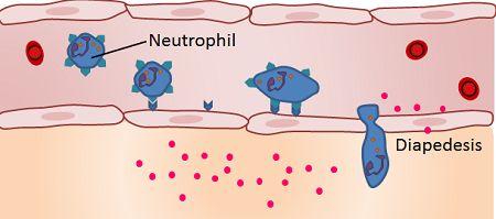 Phagocytosis - Neutrophils They spend 6-7 hrs