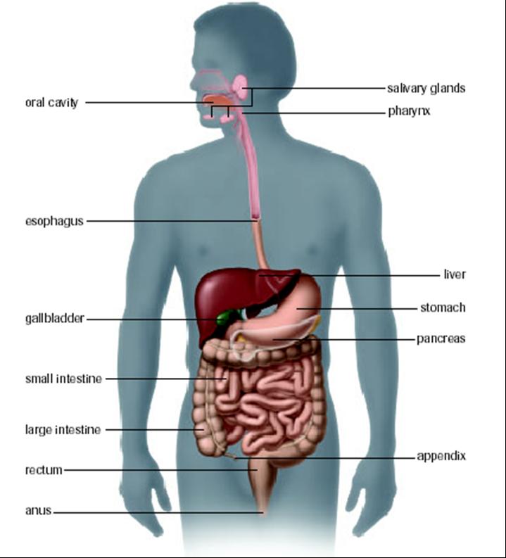 Nutrients, Enzymes and Digestion Lesson 4: Digestion and Absorption Digestive Tract and Accessory Organs