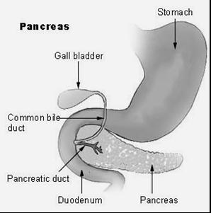 Pancreas: Two types of tissues 1.digestive tissues secrete digestive enzymes 2.