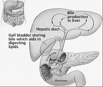Liver and Gall Bladder: Bile produced in the liver and stored in the gall bladder Produced from the breakdown of hemoglobin from dead red blood cells carried by the bile duct to the small intestine