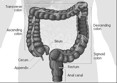 Large Intestine: Includes the cecum, colon, rectum, and anal canal Length approx. 1.5 m long Diameter approx.