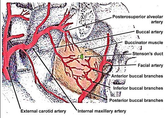 OPEN ACCESS ATLAS OF OTOLARYNGOLOGY, HEAD & NECK OPERATIVE SURGERY BUCCINATOR MYOMUCOSAL FLAP The Buccinator Myomucosal Flap is an axial flap, based on the facial and/or buccal arteries.