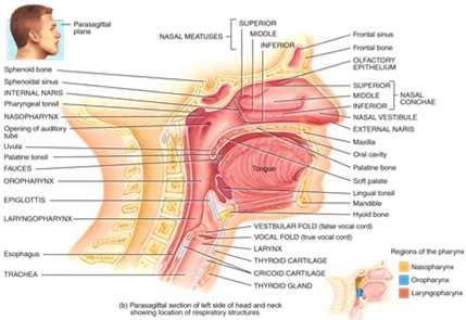 Pharynx The pharynx is a funnel shaped tube that extends from the internal nares to the