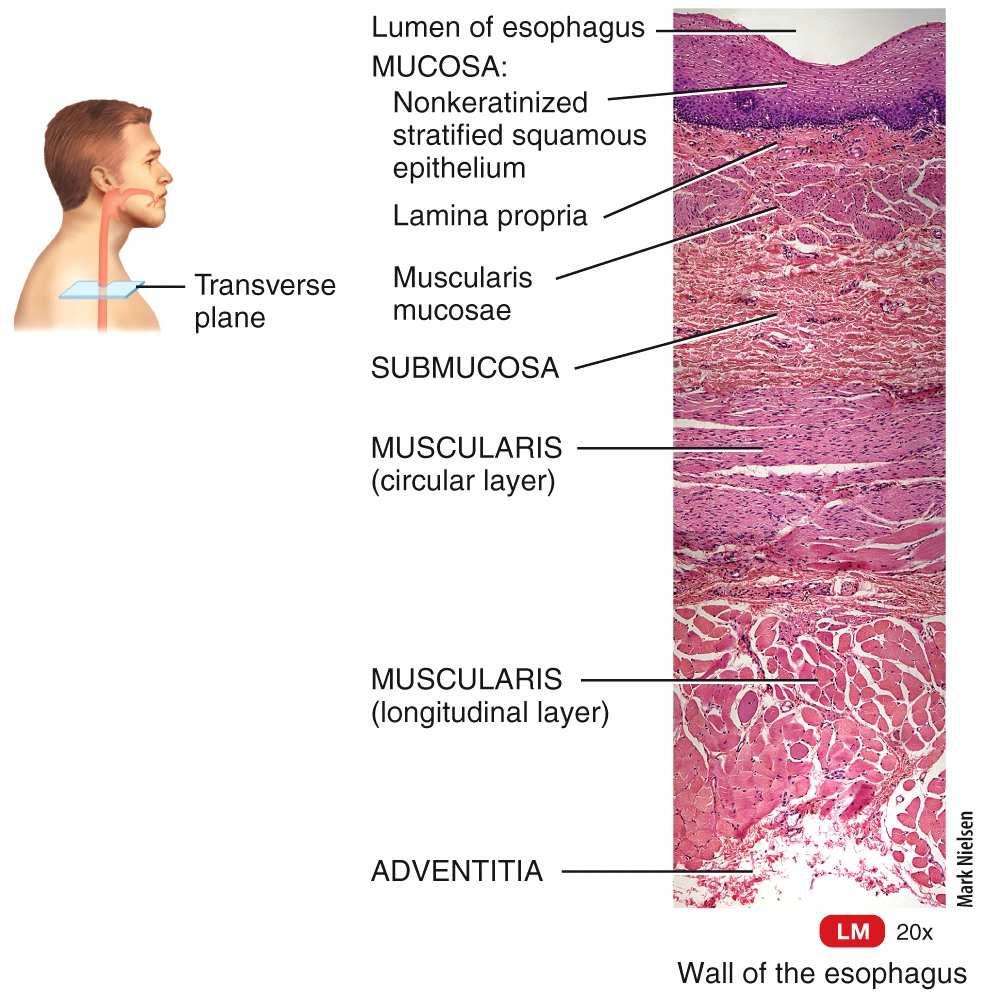 that is composed of skeletal muscle and lined with mucous membrane Esophagus The esophagus is